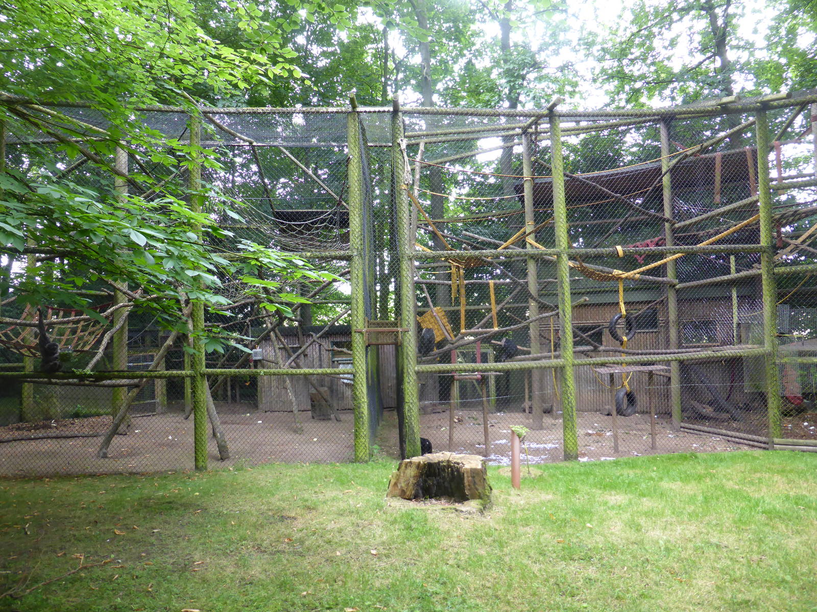 Moloch gibbon v Lion-tailed macaques