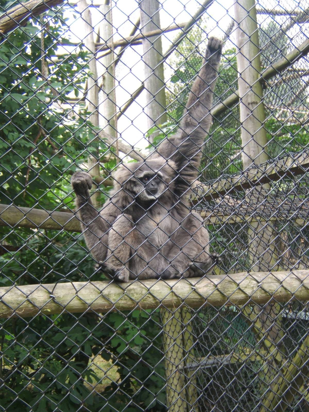 Moloch Gibbon