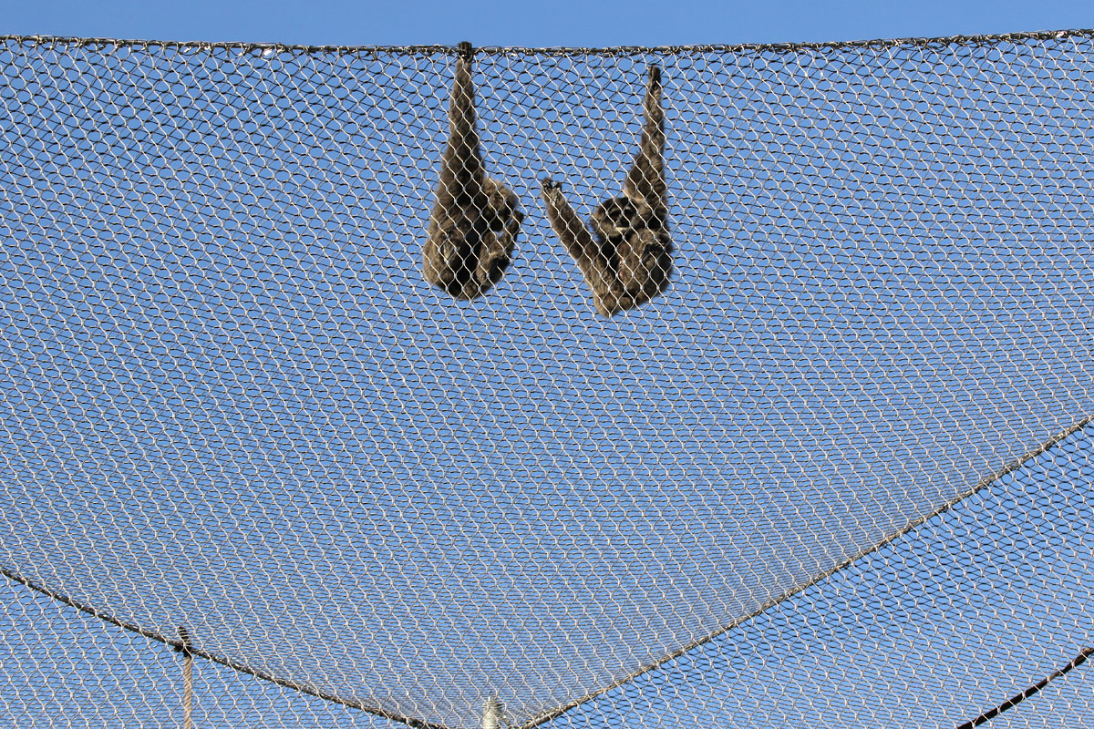 Moloch Gibbons at Chester Zoo 23rd December, 2017