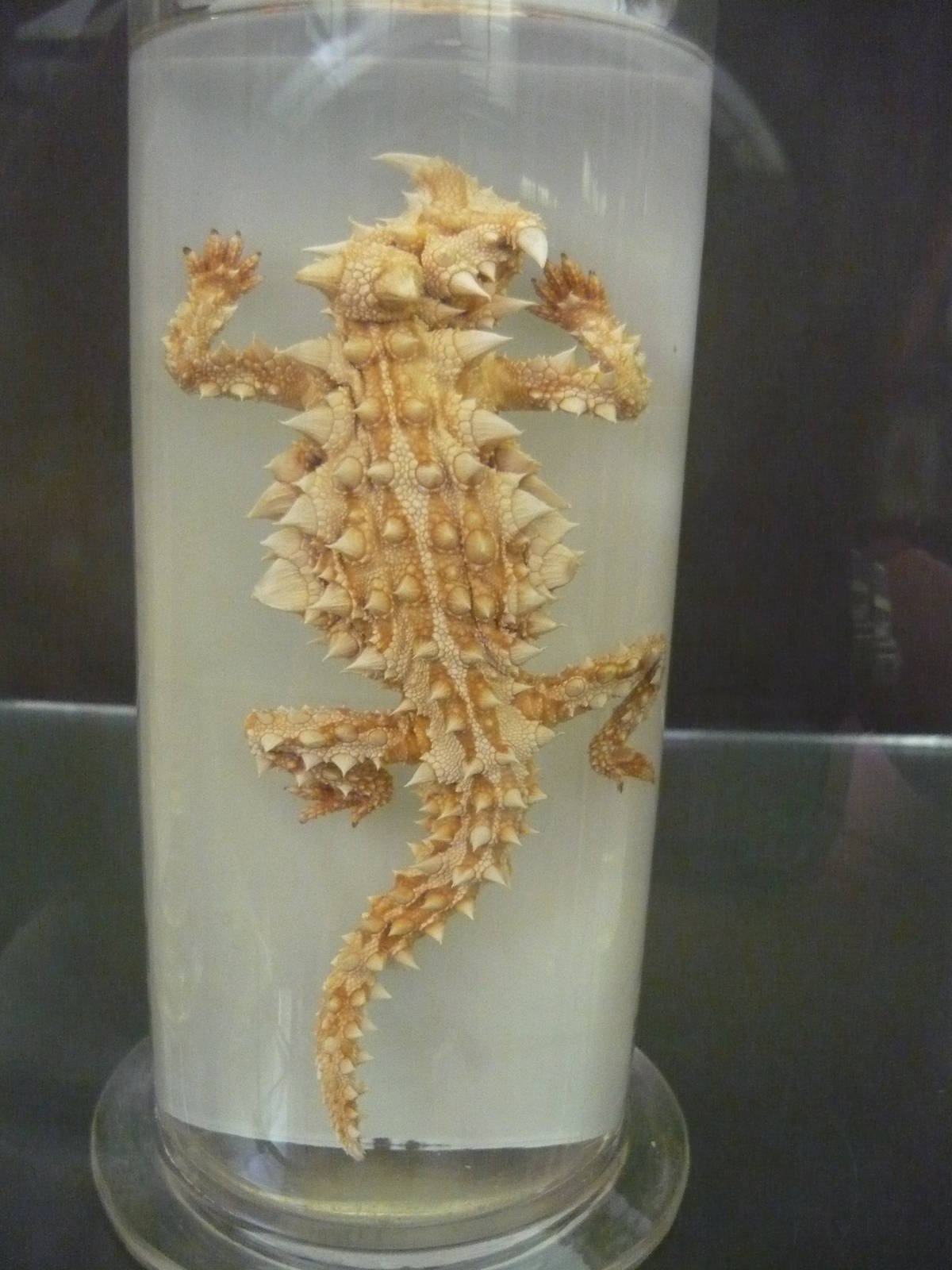 Moloch horridus wet specimen