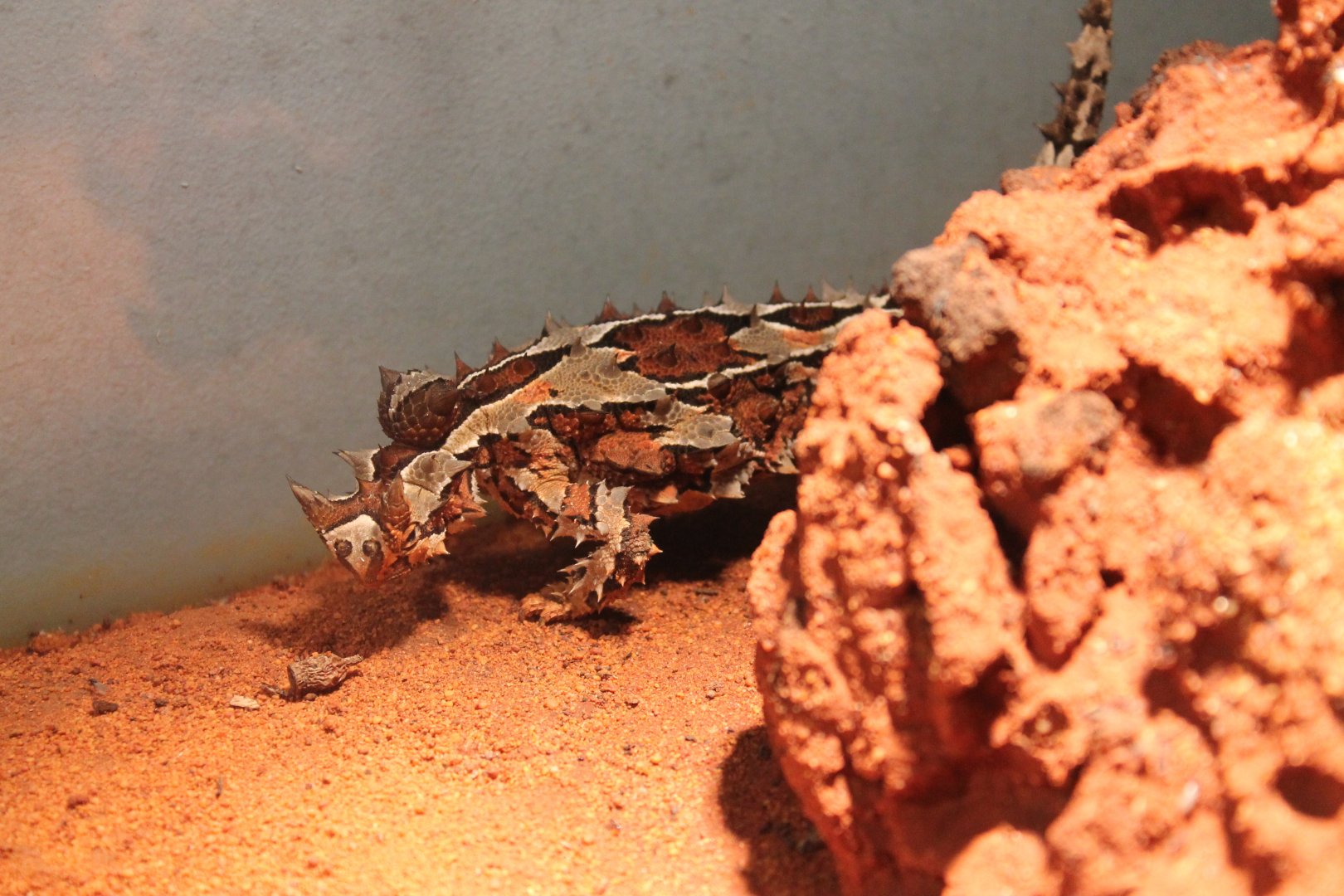 Moloch horridus