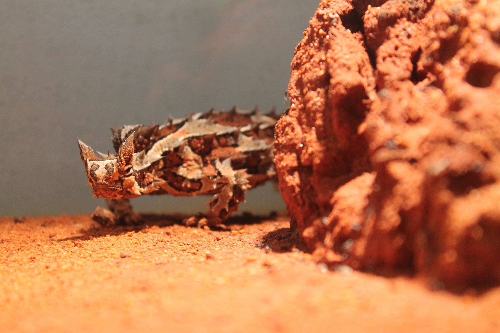 Moloch horridus