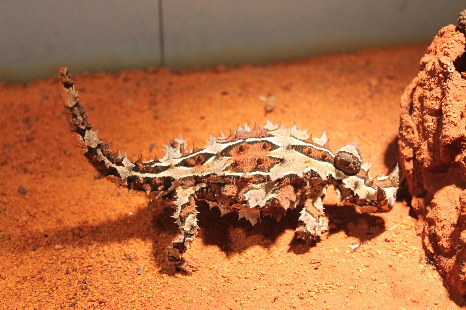 Moloch horridus
