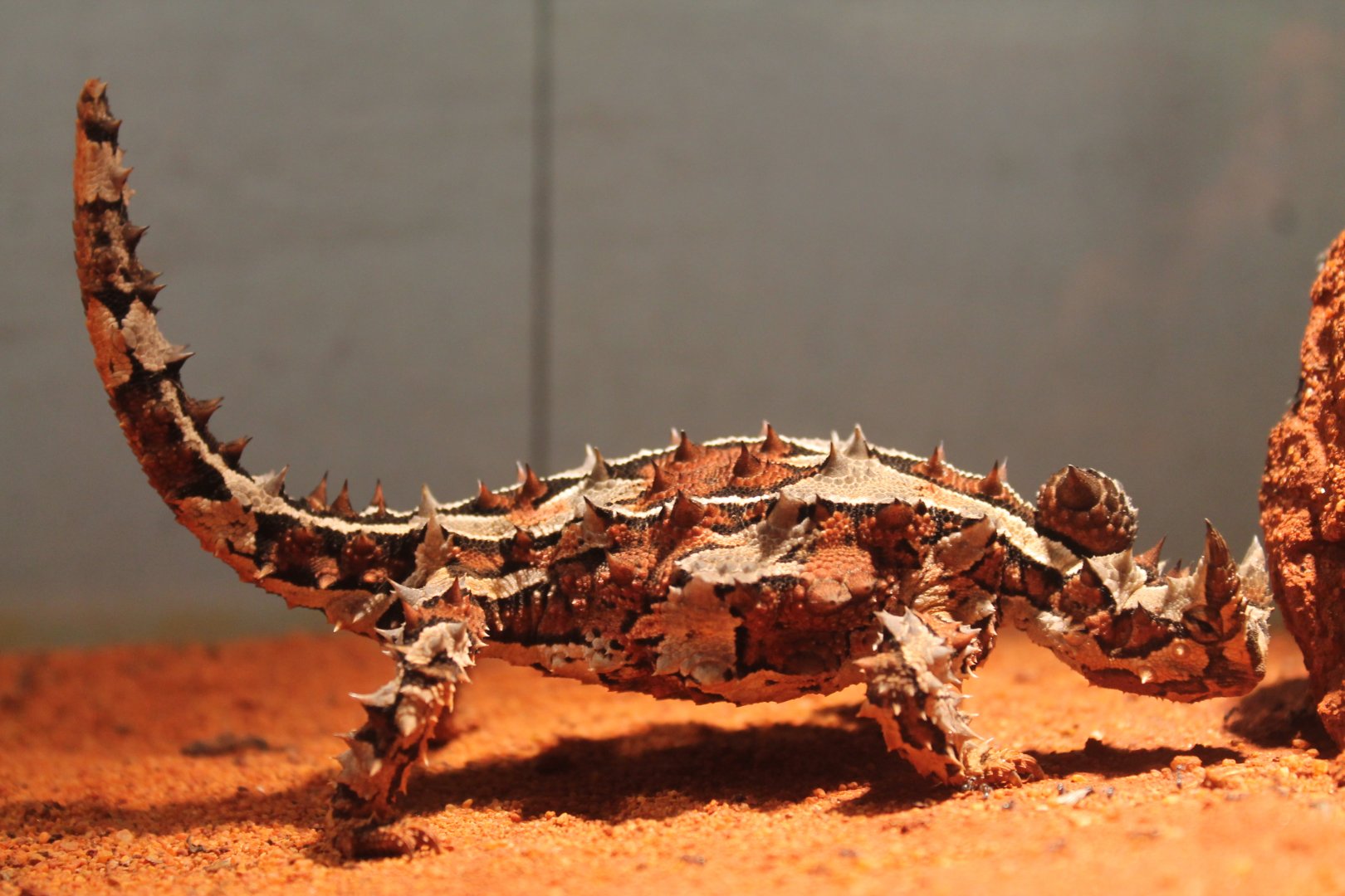 Moloch horridus