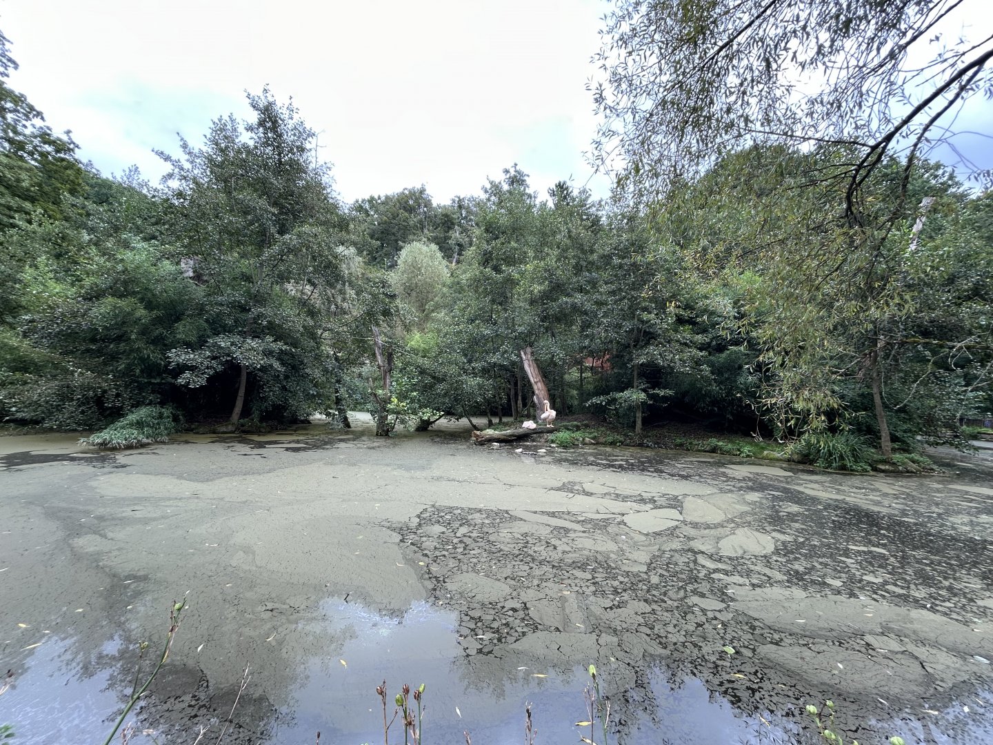 Moloch’s Gibbon & Great White Pelican Exhibit