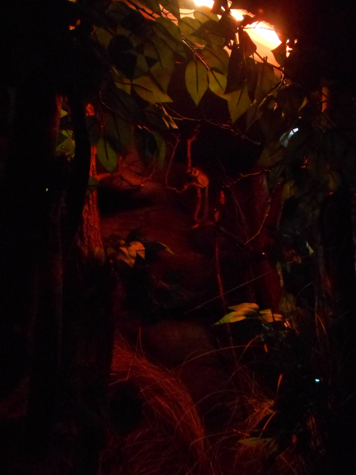 Molohi Galago, 9th July 2016