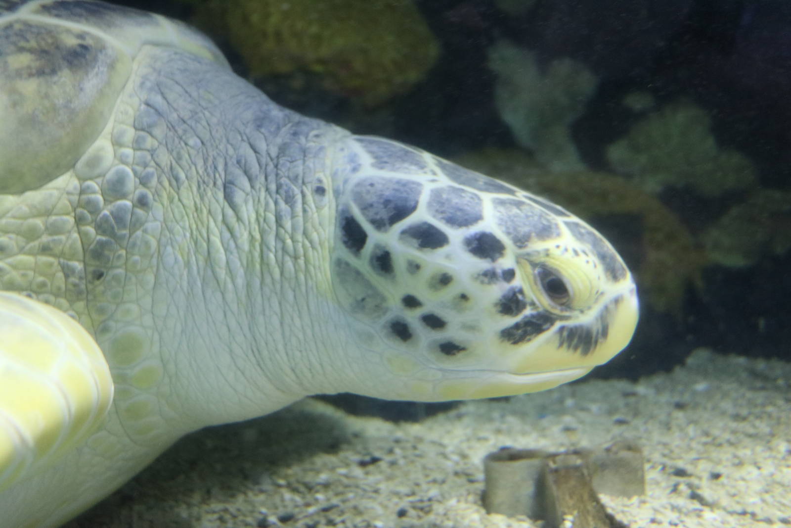 Molokai - the green turtle, January 2016