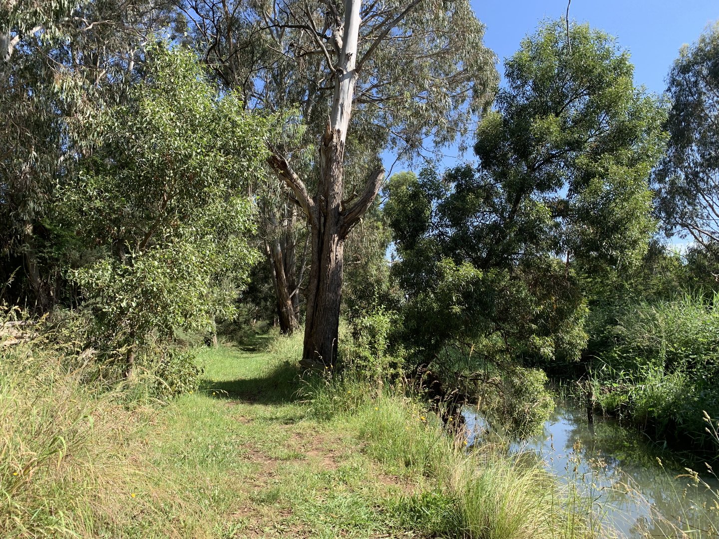 Molong Creek, Lake Canobolas