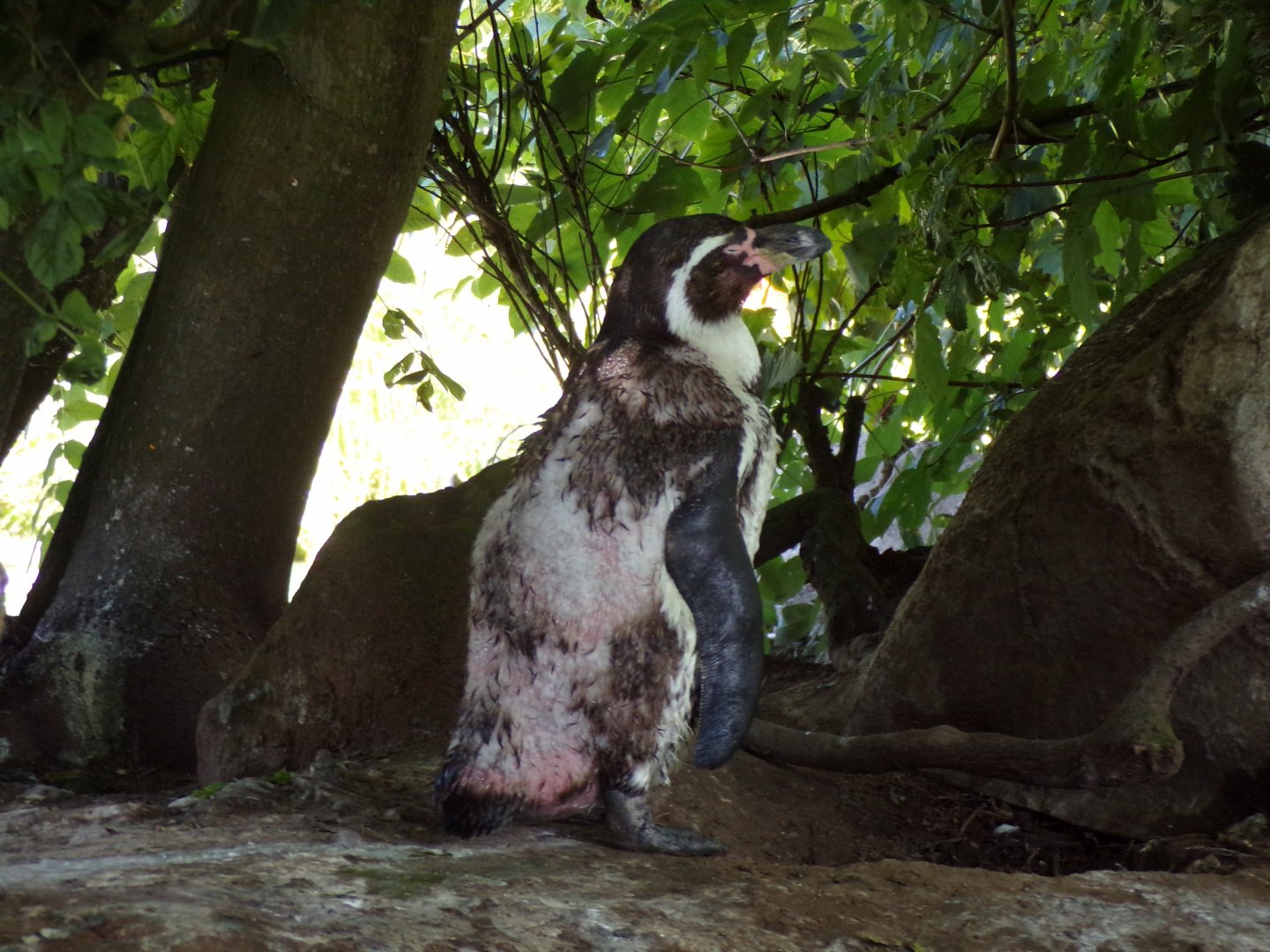 Molted Humboldt penguin 7.7.24
