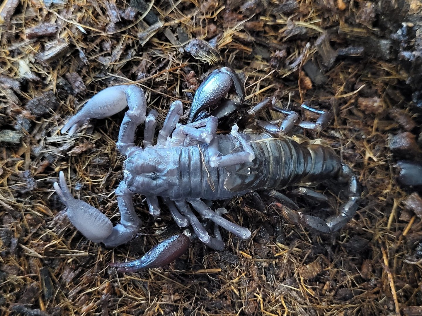 Molting Asian jungle scorpion - Javanimetrus cyaneus