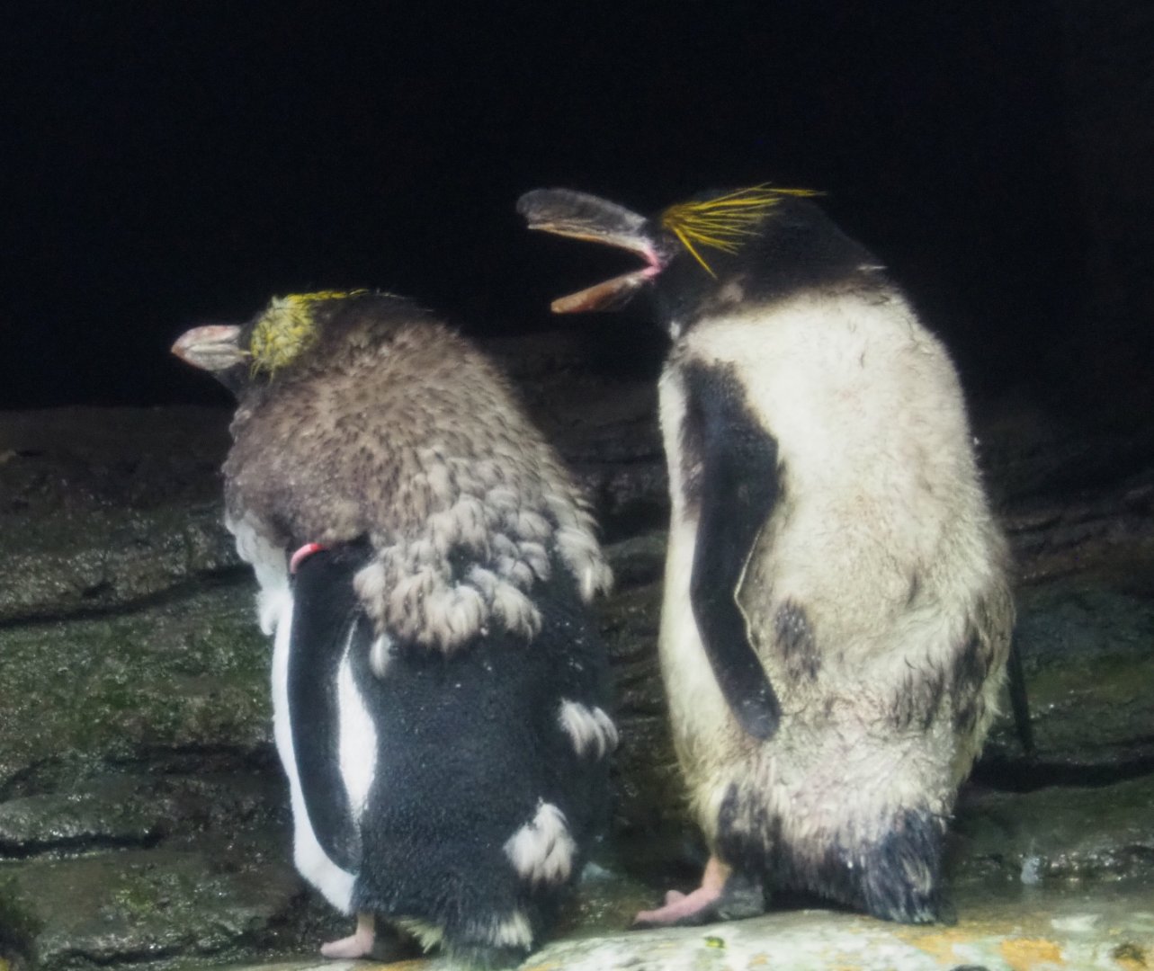 Molting Macaroni penguins (Eudyptes chrysolophus), 2020-09-20