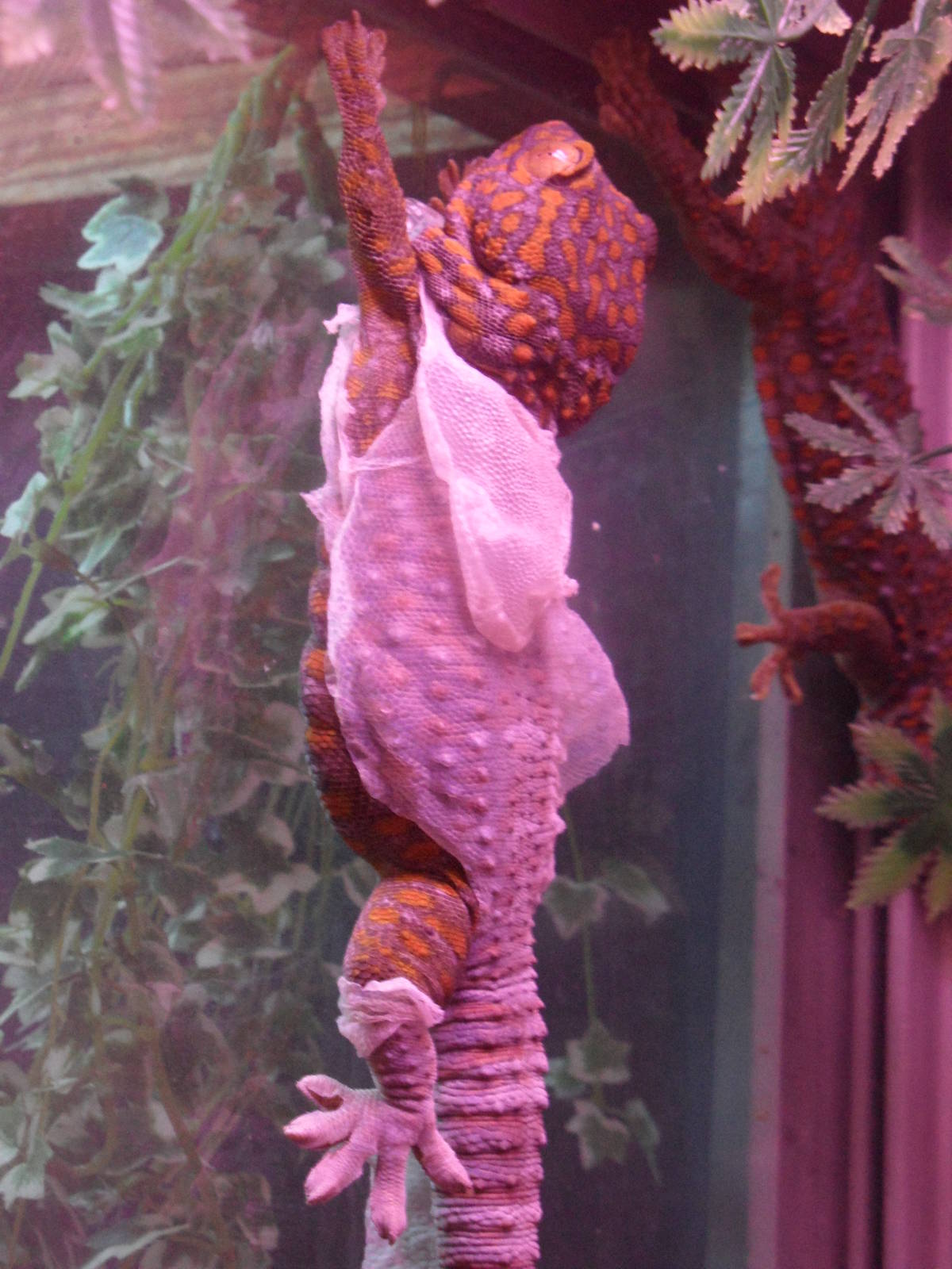 Molting tokay gecko