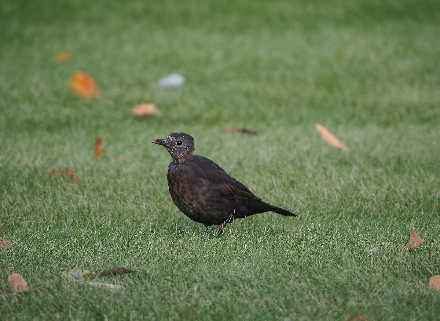 Molting Wild female Eurasian blackbird (Turdus merula), 2022-09-04