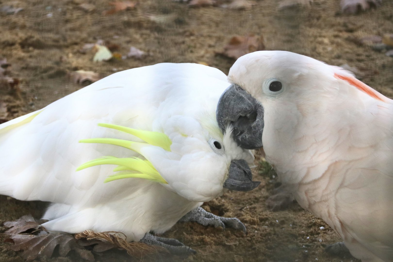 Moluccan and greater sulphur crested cockatoos