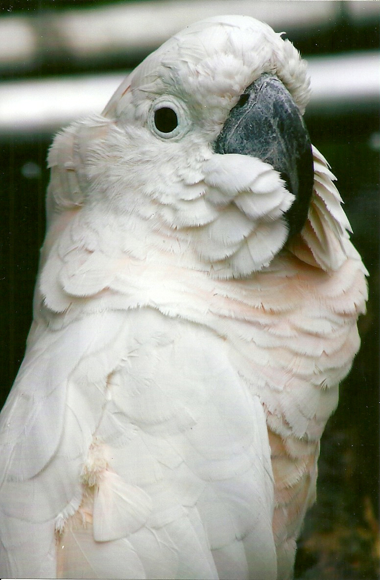 Moluccan Cockatoo 10th September 2012