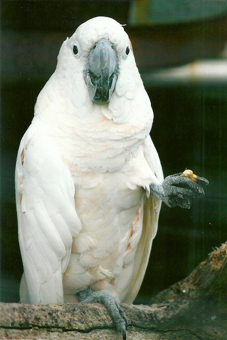 Moluccan Cockatoo 10th September 2012