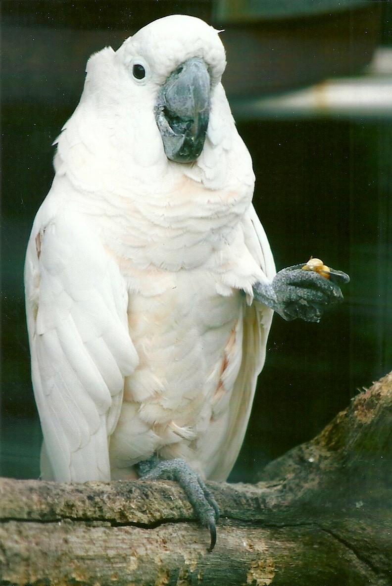 Moluccan Cockatoo 10th September 2012