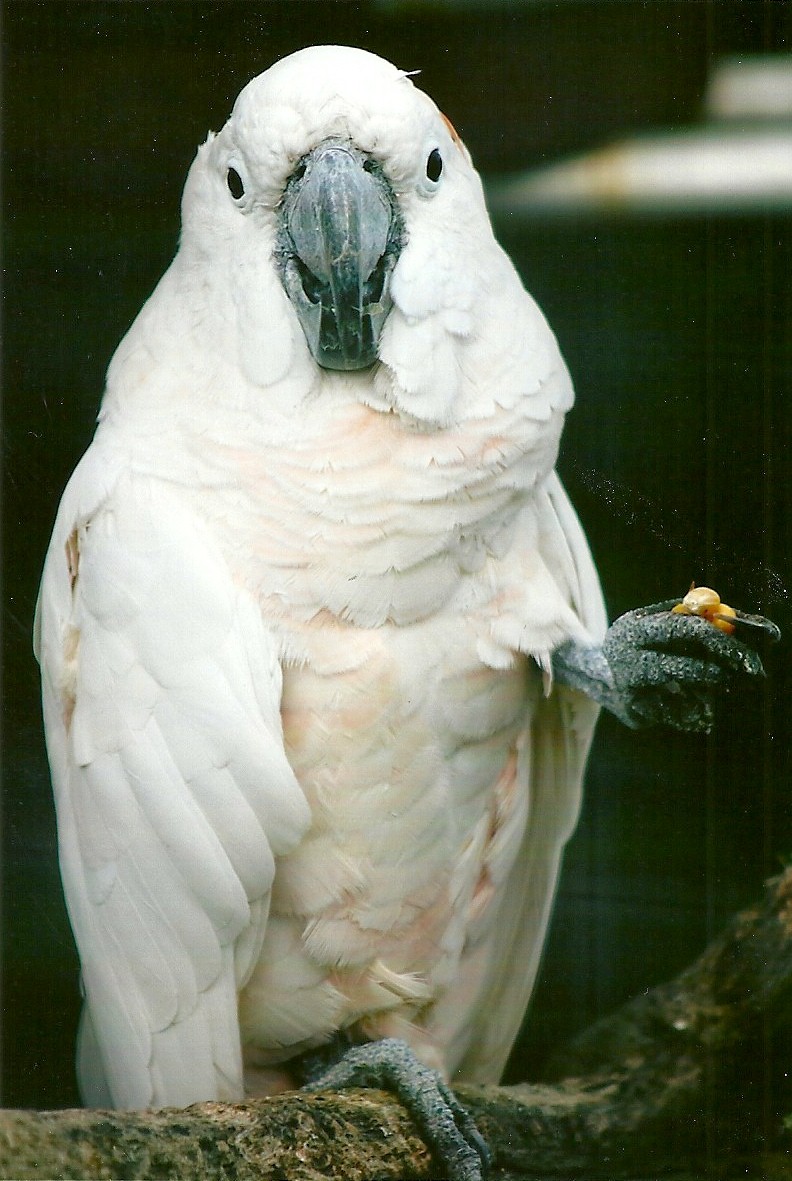 Moluccan Cockatoo 10th September 2012