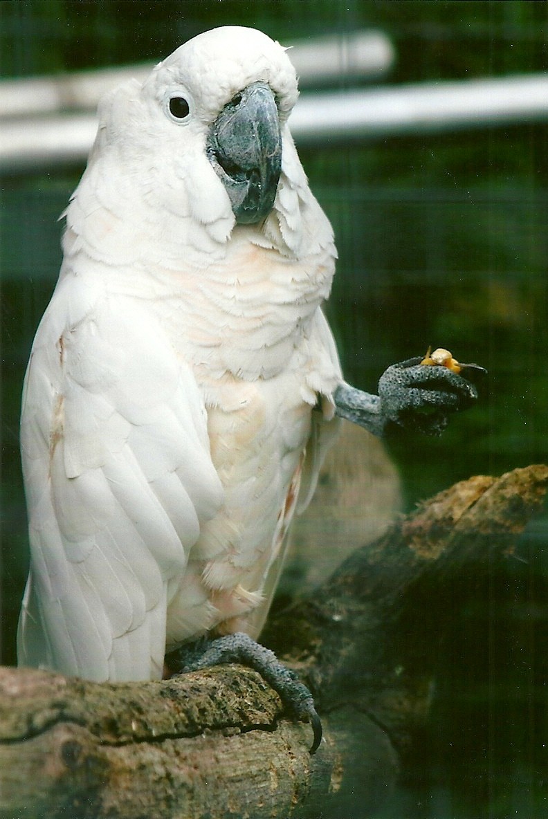 Moluccan Cockatoo 10th September 2012