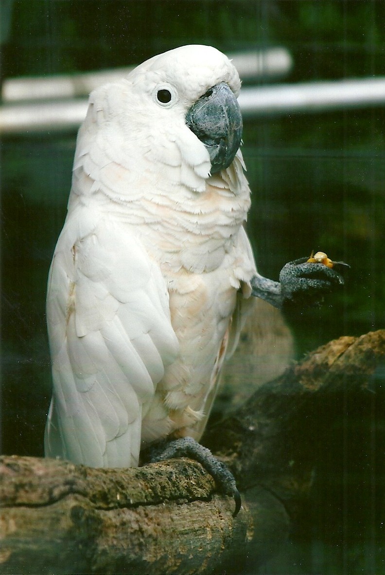 Moluccan Cockatoo 10th September 2012