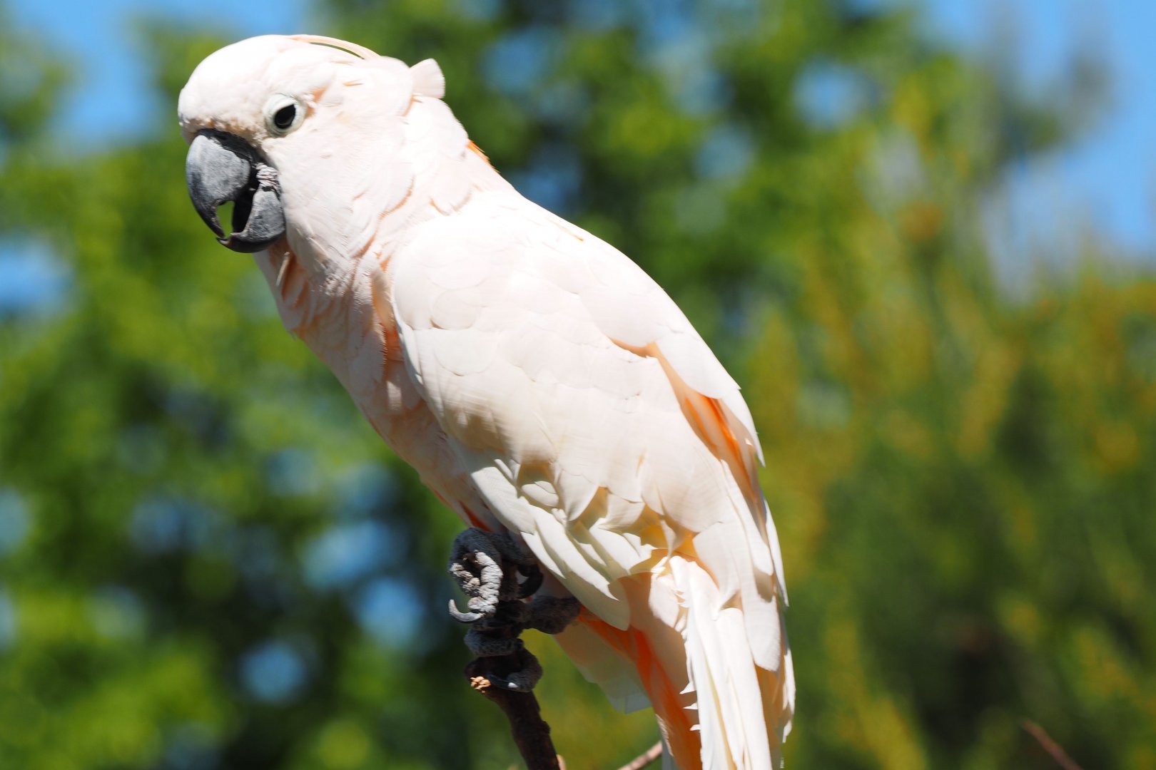 Moluccan Cockatoo, 2017