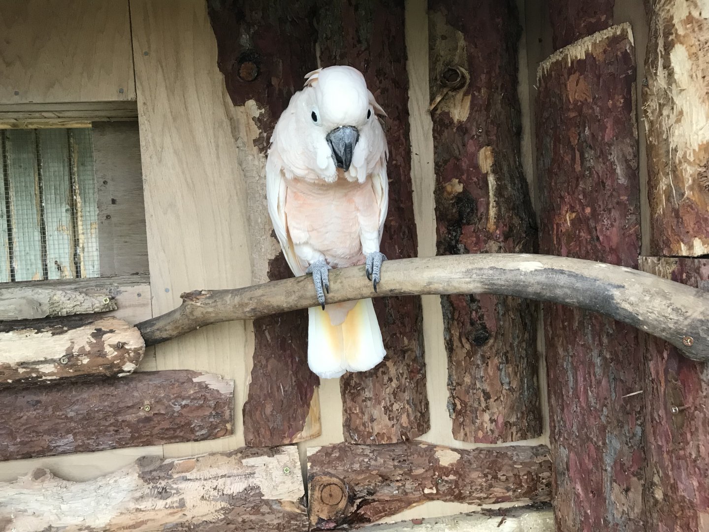 Moluccan cockatoo 241118
