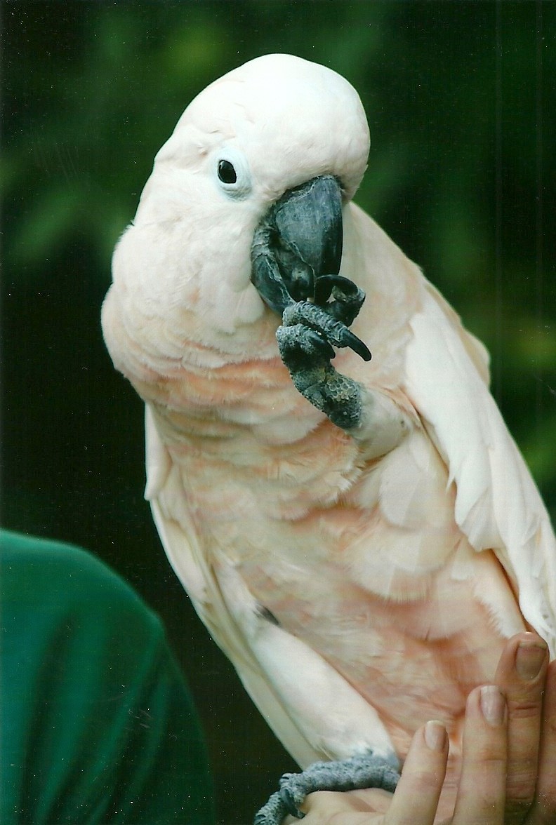 Moluccan Cockatoo, 26th September 2013