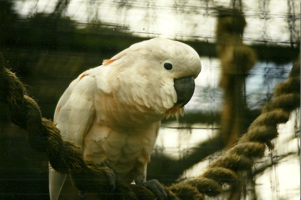 Moluccan Cockatoo 27th March 1999