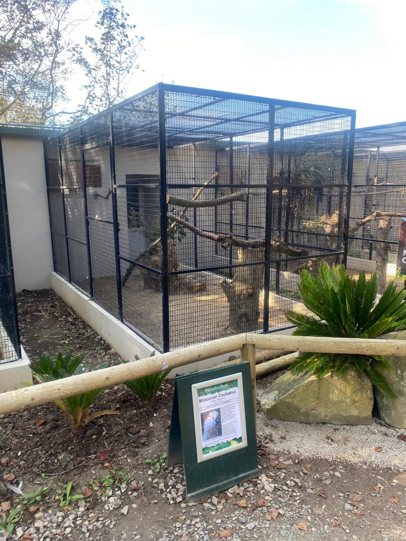 Moluccan cockatoo aviary 081023