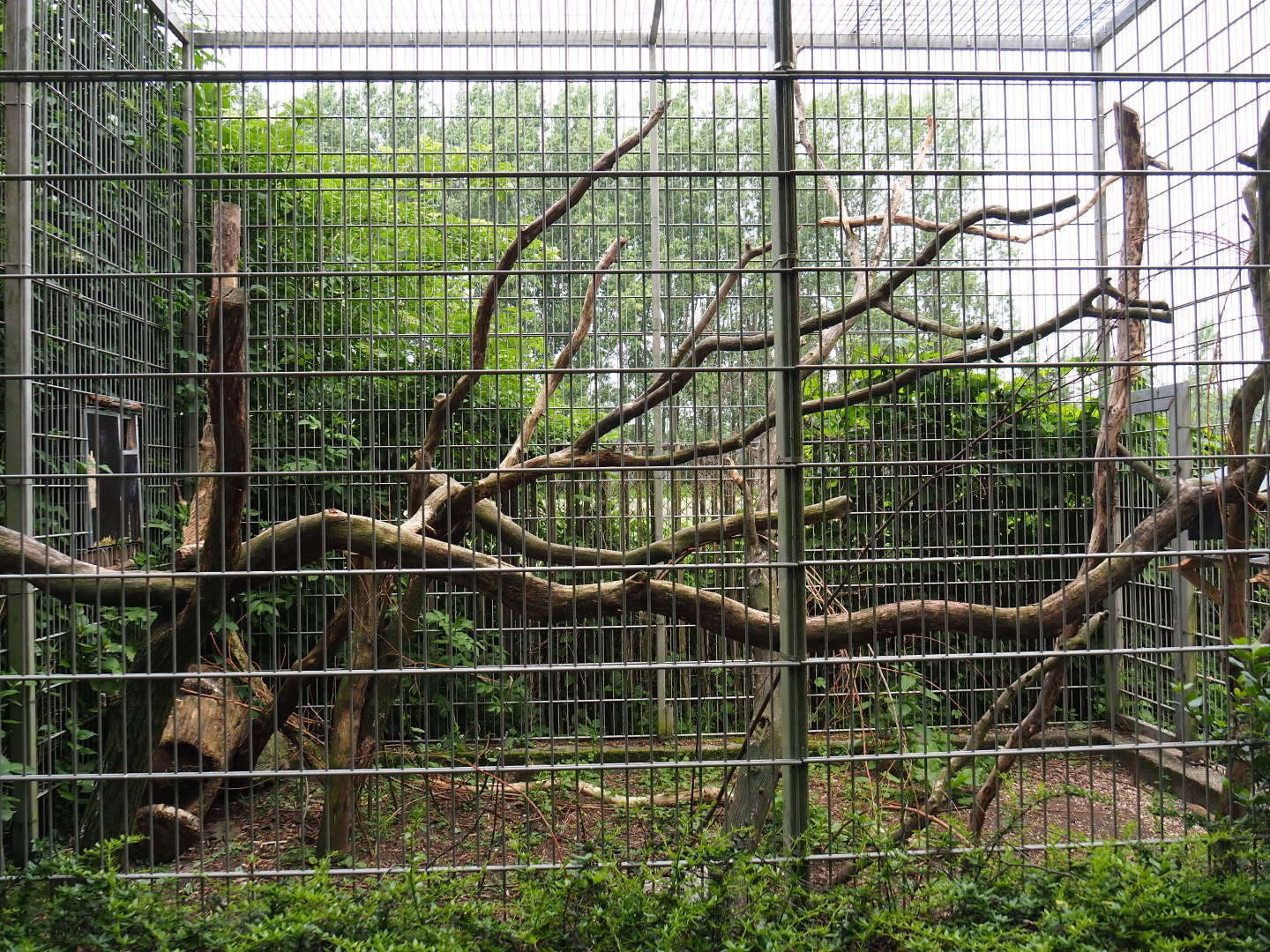 Moluccan cockatoo aviary, 2019-05-25