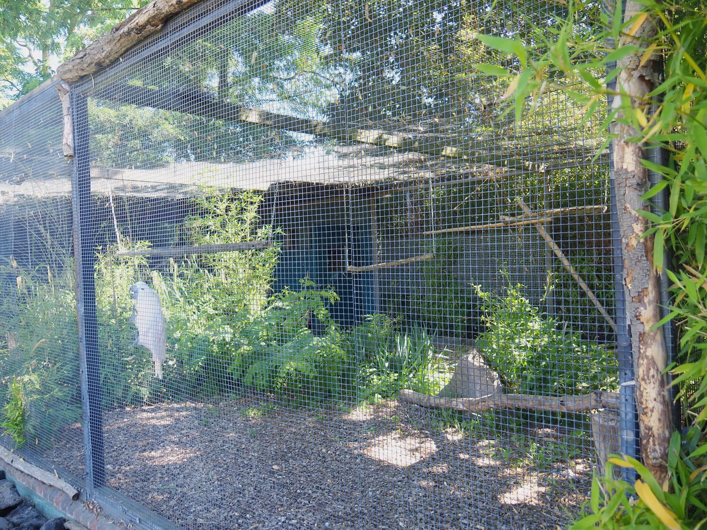 Moluccan cockatoo aviary, 2022-06-28