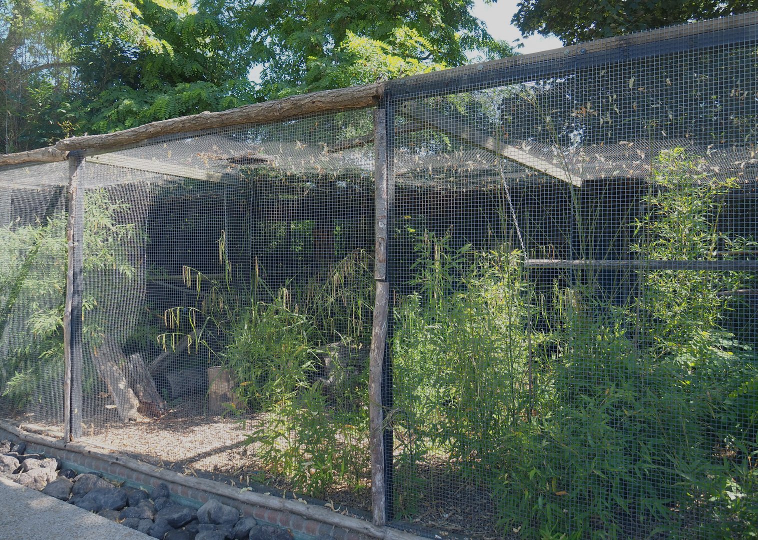 Moluccan cockatoo aviary, 2022-06-28