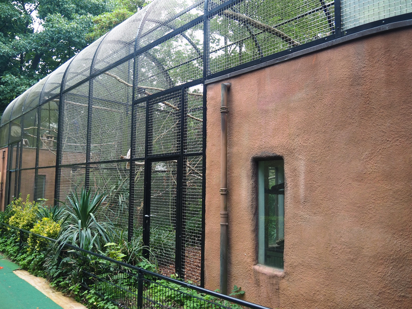 Moluccan cockatoo aviary, 2023-08-17