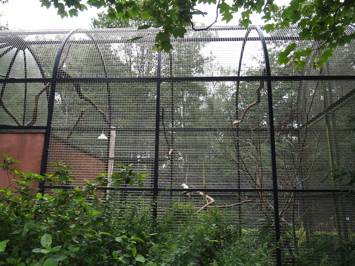 Moluccan cockatoo aviary, 2023-08-17