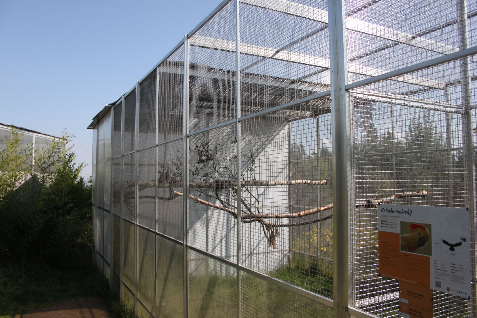 Moluccan cockatoo aviary