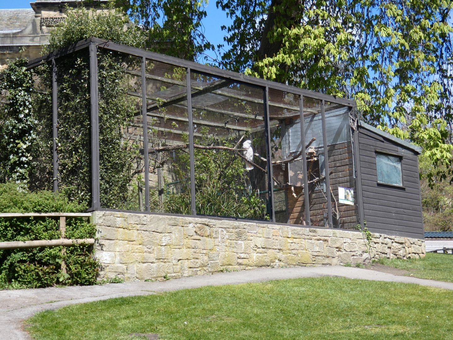 Moluccan cockatoo aviary