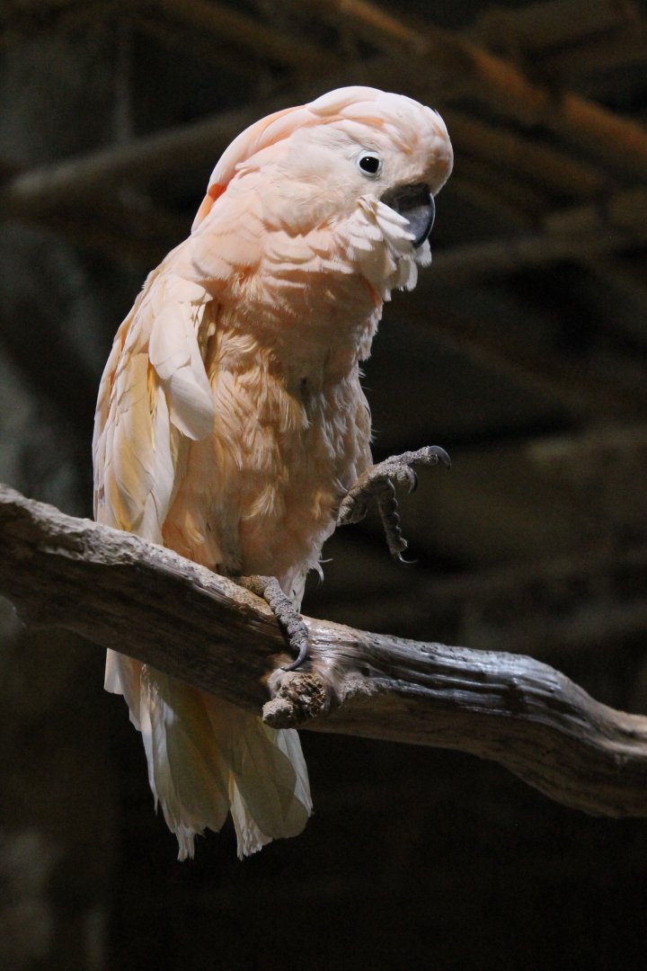 Moluccan Cockatoo (Cacatua molucanensis)