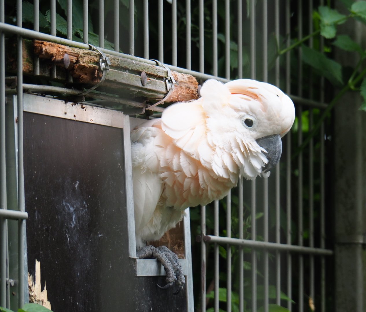 Moluccan cockatoo (Cacatua moluccensis), 2019-05-25