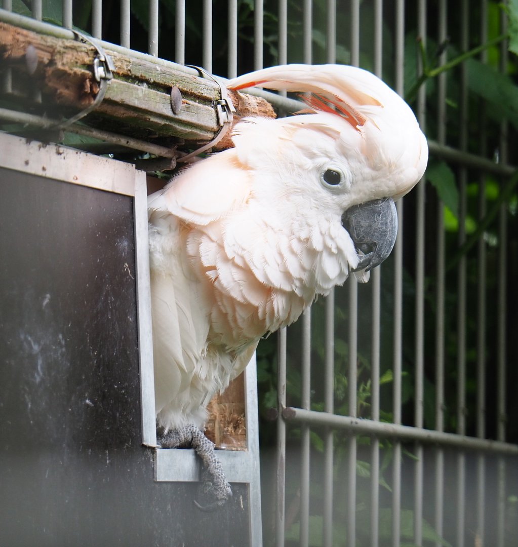 Moluccan cockatoo (Cacatua moluccensis), 2019-05-25