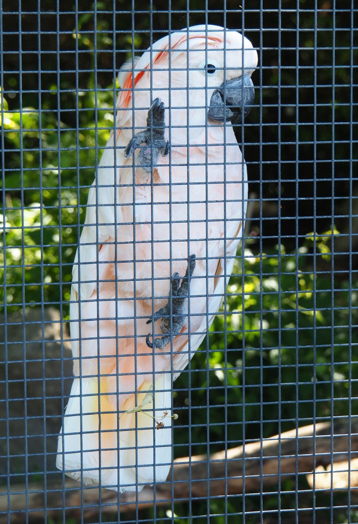 Moluccan cockatoo (Cacatua moluccensis), 2022-06-28