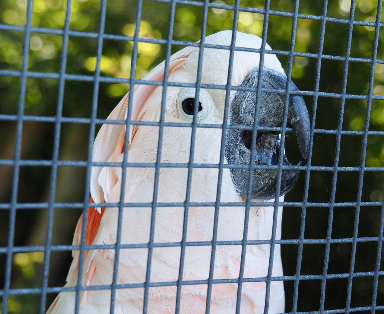 Moluccan cockatoo (Cacatua moluccensis), 2022-06-28