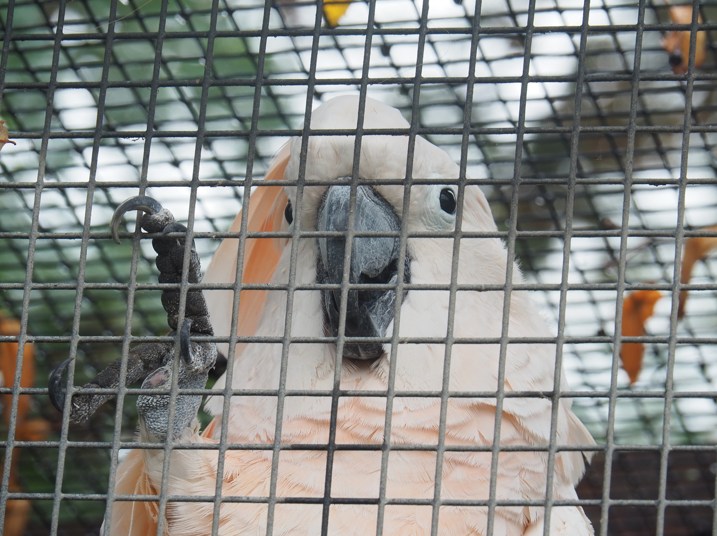 Moluccan cockatoo (Cacatua moluccensis), 2022-09-14