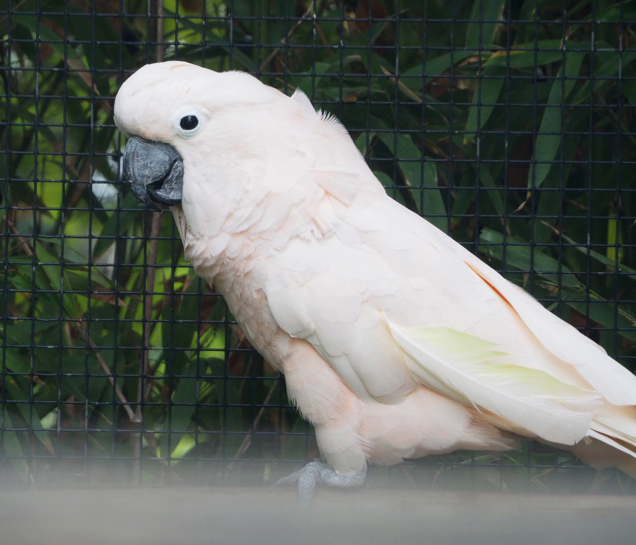 Moluccan cockatoo (Cacatua moluccensis), 2022-09-15