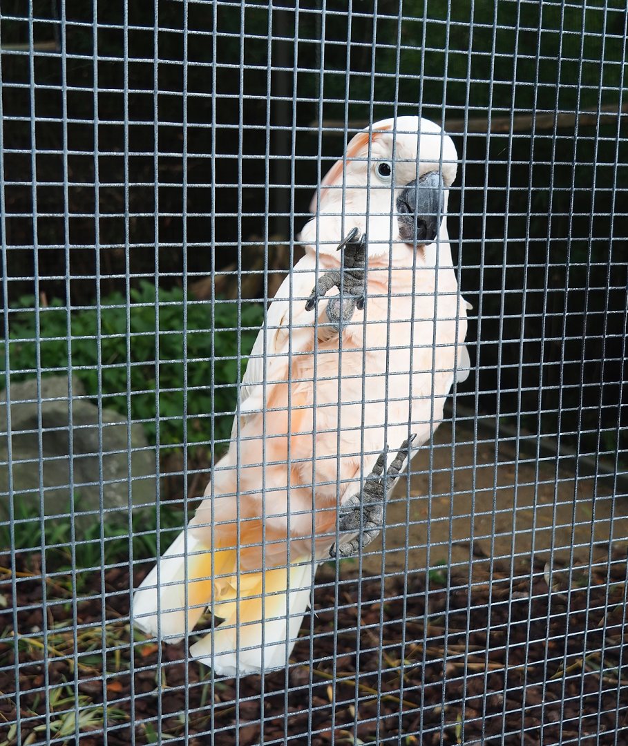 Moluccan cockatoo (Cacatua moluccensis), 2023-10-13