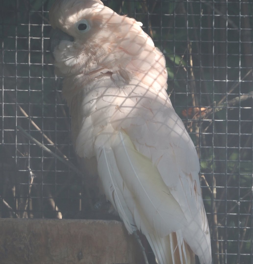 Moluccan cockatoo (Cacatua moluccensis), 2024-09-17