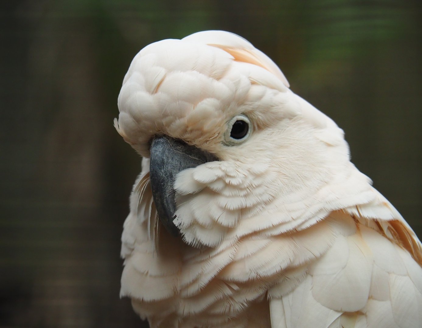 Moluccan cockatoo (Cacatua moluccensis), Aug 28th, 2018
