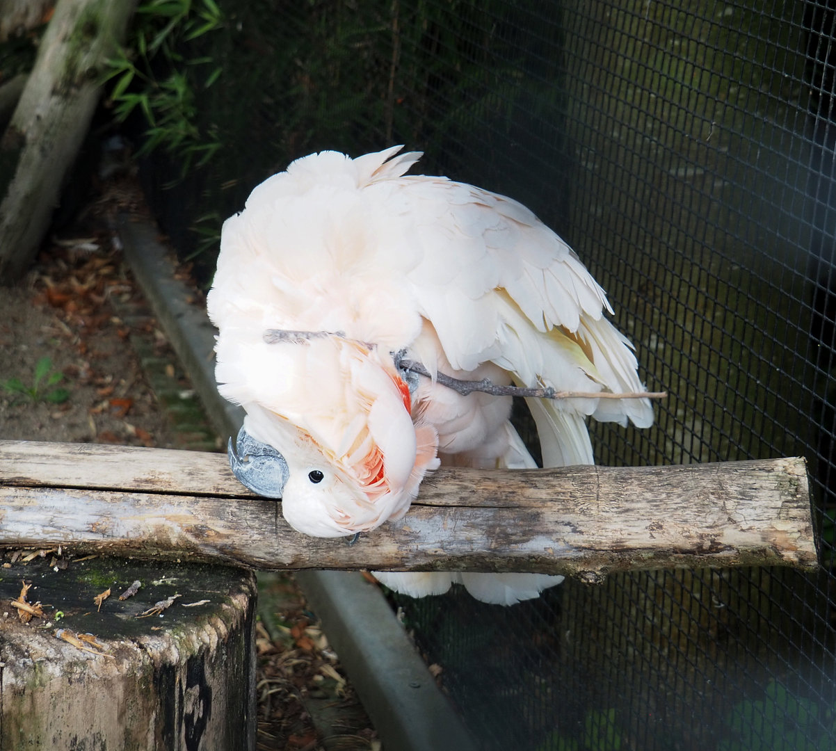 Moluccan cockatoo (Cacatua moluccensis) scratching itself with a stick, 2022-09-15
