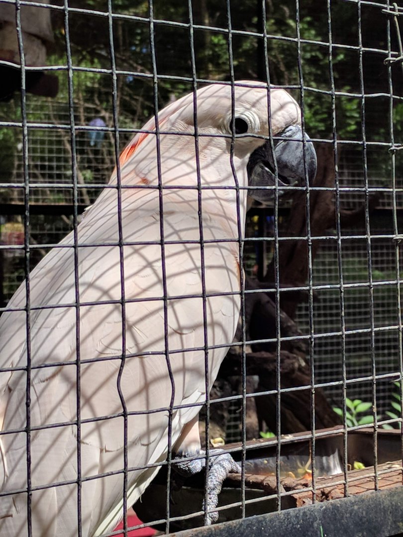 Moluccan Cockatoo (Cacatua moluccensis) - Taru Jurug Zoo