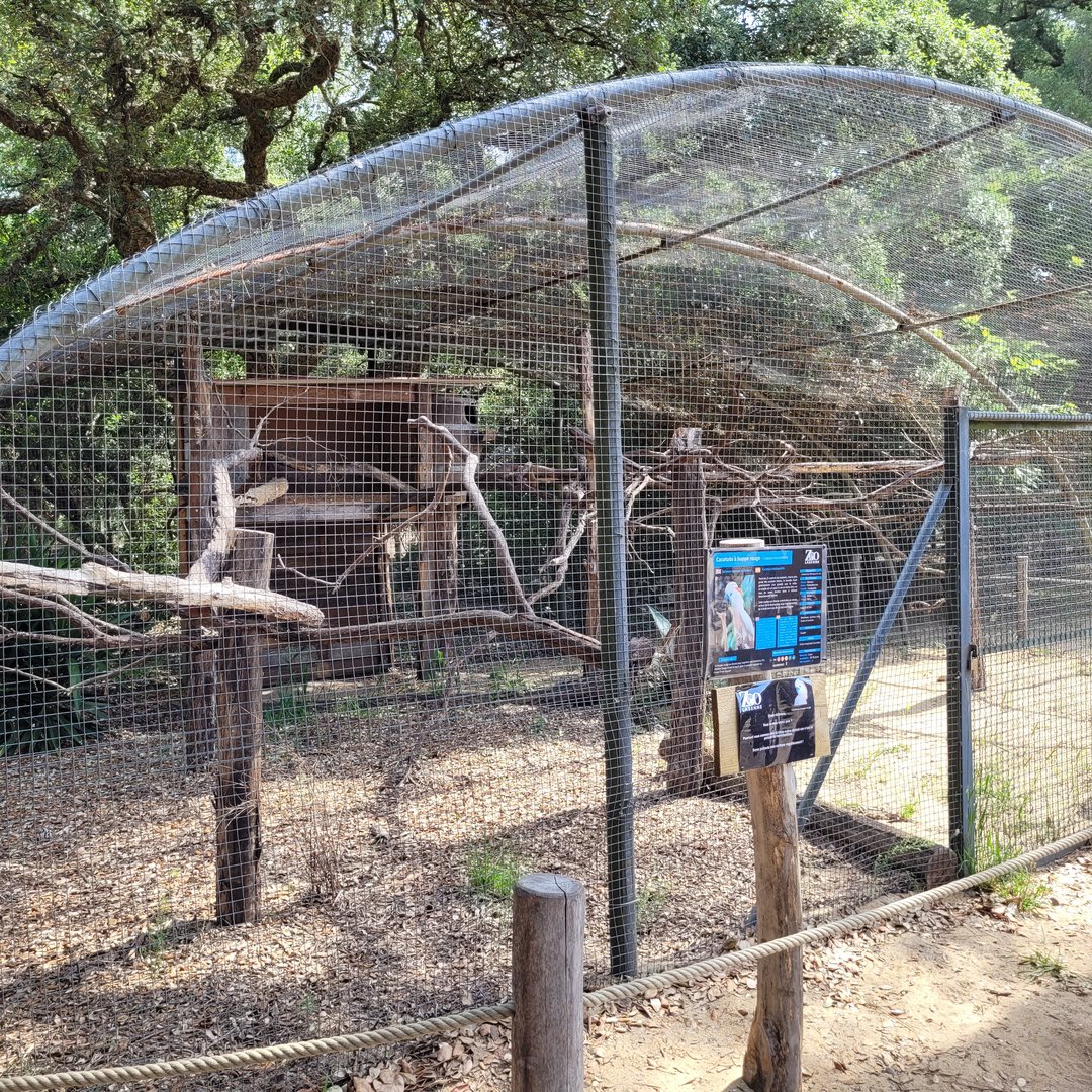 Moluccan cockatoo exhibit -Zoo de Labenne (2023)