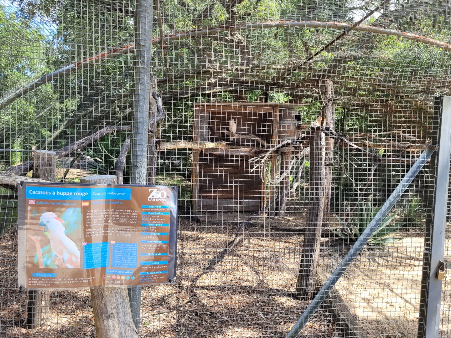 Moluccan cockatoo exhibit -Zoo de Labenne (2024)